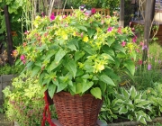 Wunderblume (Mirabilis jalapa)
