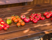 Tomatenernte