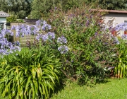 Schmucklilien (Agapanthus)