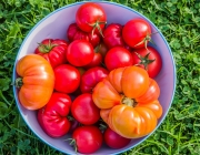 Tomaten
