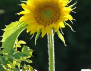 Sonnenblume (Helianthus annuus)