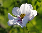 Schmuckkörbchen (Cosmea)