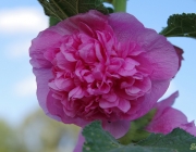 Stockrose (Alcea rosea)