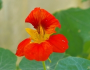 Kleine Kapuzinerkresse (Tropaeolum minus)