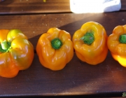 Spanischer Pfeffer (Capsicum annuum)