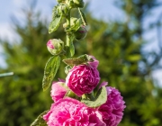 Stockrose (Alcea rosea)