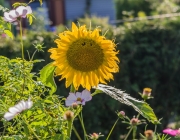Sonnenblume (Helianthus annuus)
