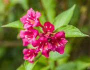 Weigelie (Weigela 'Bristol Ruby')