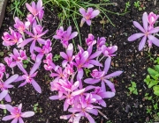 Herbstzeitlose (Colchicum autumnale)