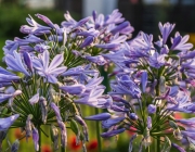 Schmucklilie (Agapanthus)