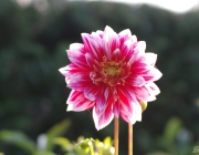 Dahlie (Dahlia)
