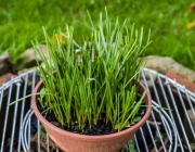 Armenische Traubenhyazinthe (Muscari armeniacum)