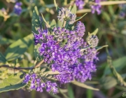 Clandon-Bartblume (Caryopteris x clandonensis)