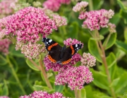 Admiral (Vanessa atalanta)