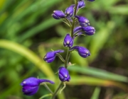 Rittersporn (Delphinium)