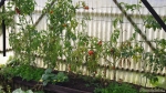 Tomatenzelt