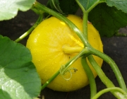 Hokkaidokürbis (Cucurbita maxima)