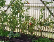 Tomatenzelt
