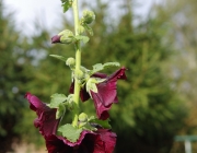 Stockrose (Alcea rosea \'Nigra\')