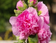 Stockrose (Alcea rosea)