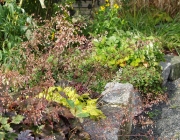 Purpurglöckchen (Heuchera)