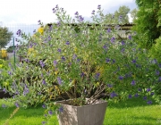Cladon-Bartblume (Caryopteris ×clandonensis \'Heavenly Blue\')