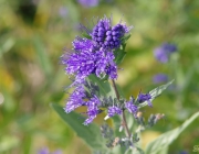 Cladon-Bartblume (Caryopteris ×clandonensis \'Heavenly Blue\')