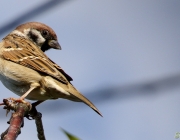Feldsperling (Passer montanus)