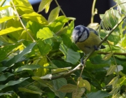 Blaumeise (Cyanistes caeruleus)