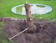Poolbeet
