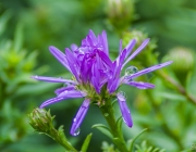 Kissenaster (Aster dumosus)
