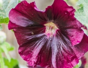 Stockrose (Alcea rosea 'Nigra')
