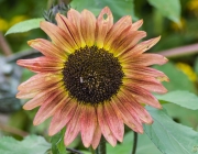 Sonnenblume (Helianthus annuus)