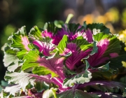 Zierkohl (Brassica)