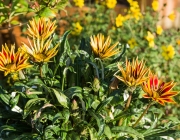 Gazanien (Gazania)