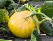 Hokkaidokürbis (Cucurbita maxima)