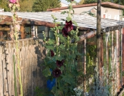 Stockrose (Alcea rosea 'Nigra')