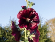 Stockrose (Alcea rosea 'Nigra')