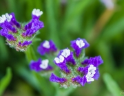Strandflieder (Limonium)