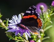 Admiral (Vanessa atalanta)