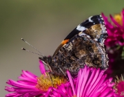 Admiral (Vanessa atalanta)