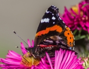 Admiral (Vanessa atalanta)