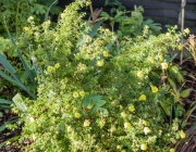 Fingerstrauch (Potentilla fruticosa)