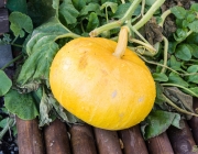 Hokkaido-Kürbis