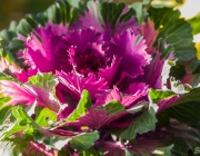 Zierkohl (Brassica oleracea)