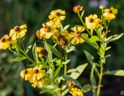 Herbst-Sonnenbraut (Helenium autumnale)