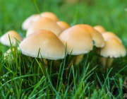 Gemeiner Glimmertintling (Coprinellus micaceus)