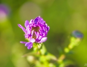 Glattblatt-Aster (Aster novi-belgii)