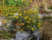 Gold-Zweizahn (Bidens ferulifolia)