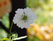 Skabiose (Scabiosa caucasica 'Perfecta Alba')